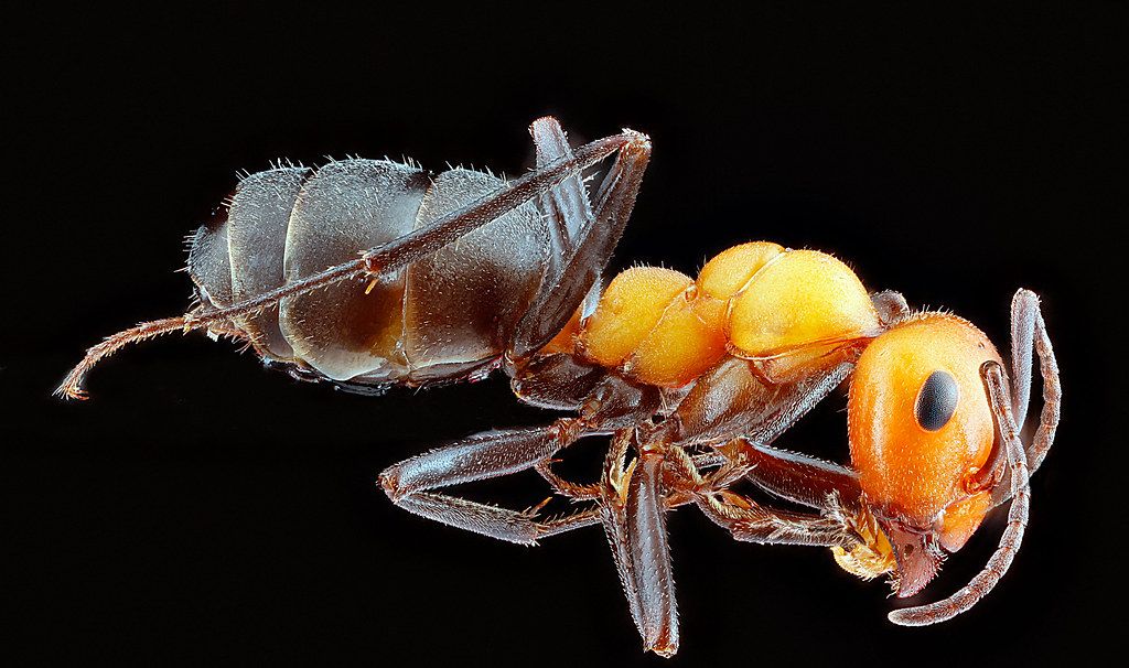 Ant Control service in Chino, CA