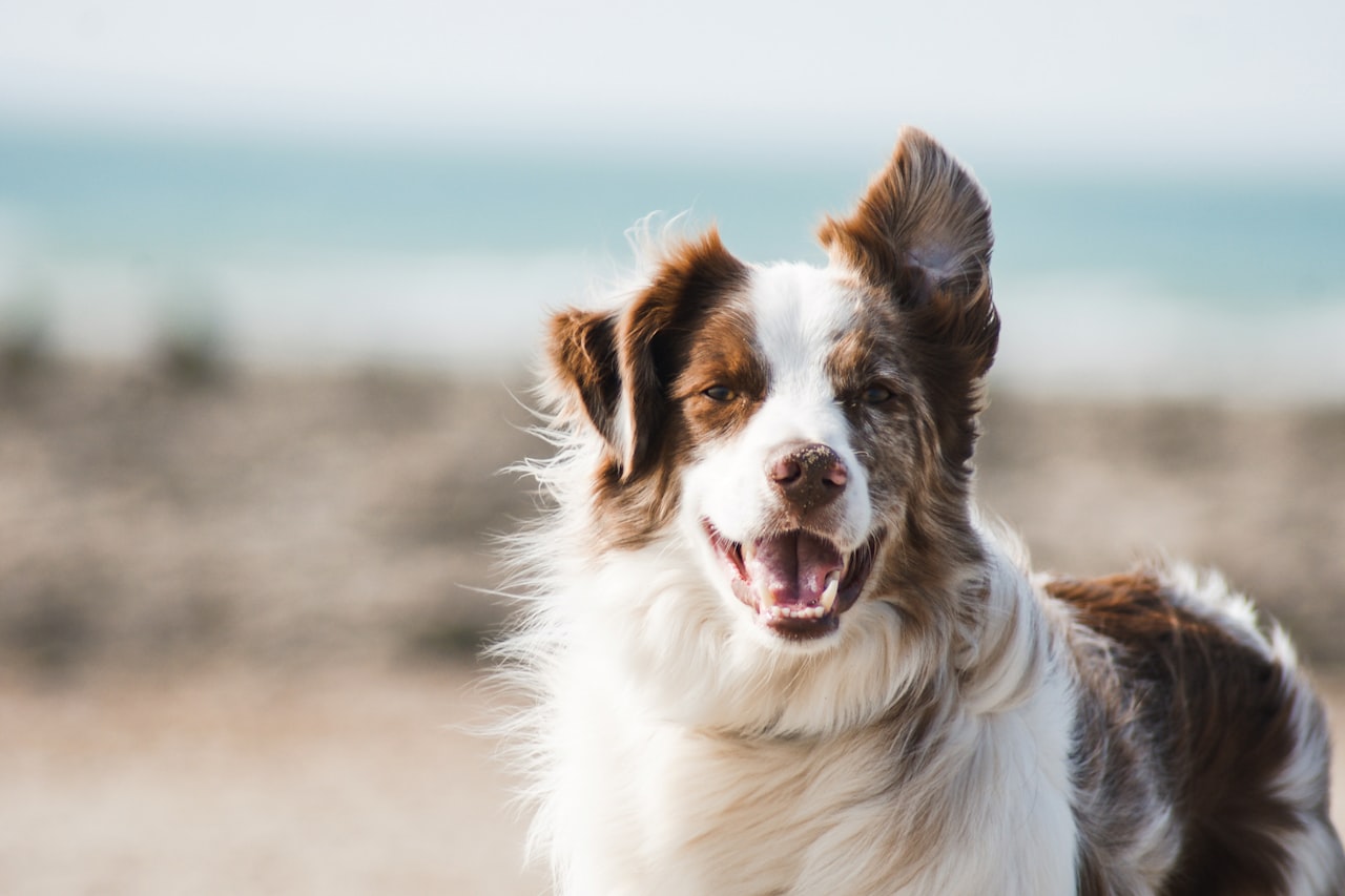Flea & Tick Control service in Chino, CA