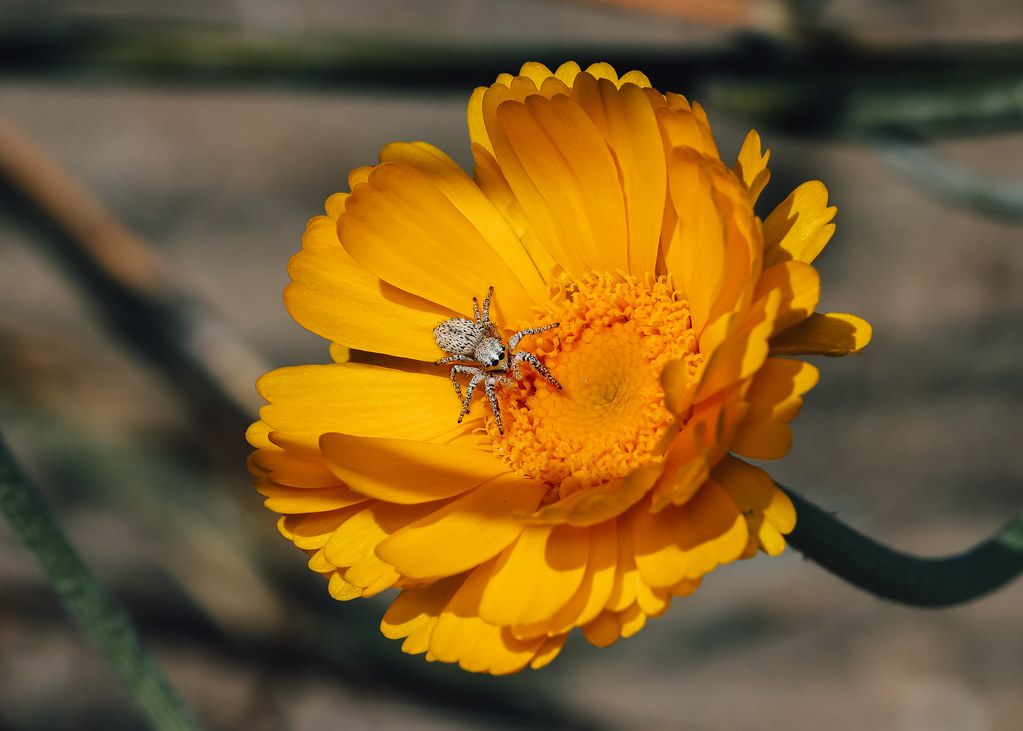 Spider Control service in Chino, CA